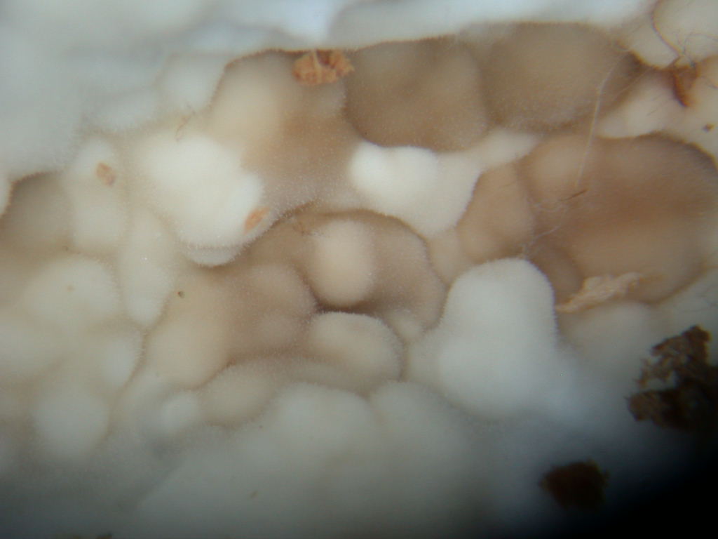 Da determinare...  (Dacryobolus karstenii)